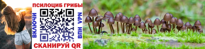 мориарти Telegram  хочу   Лагань  Псилоцибиновые грибы Magic Shrooms 